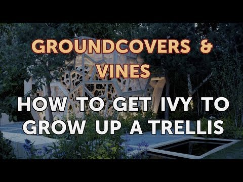 How to Grow a Trumpet Vine