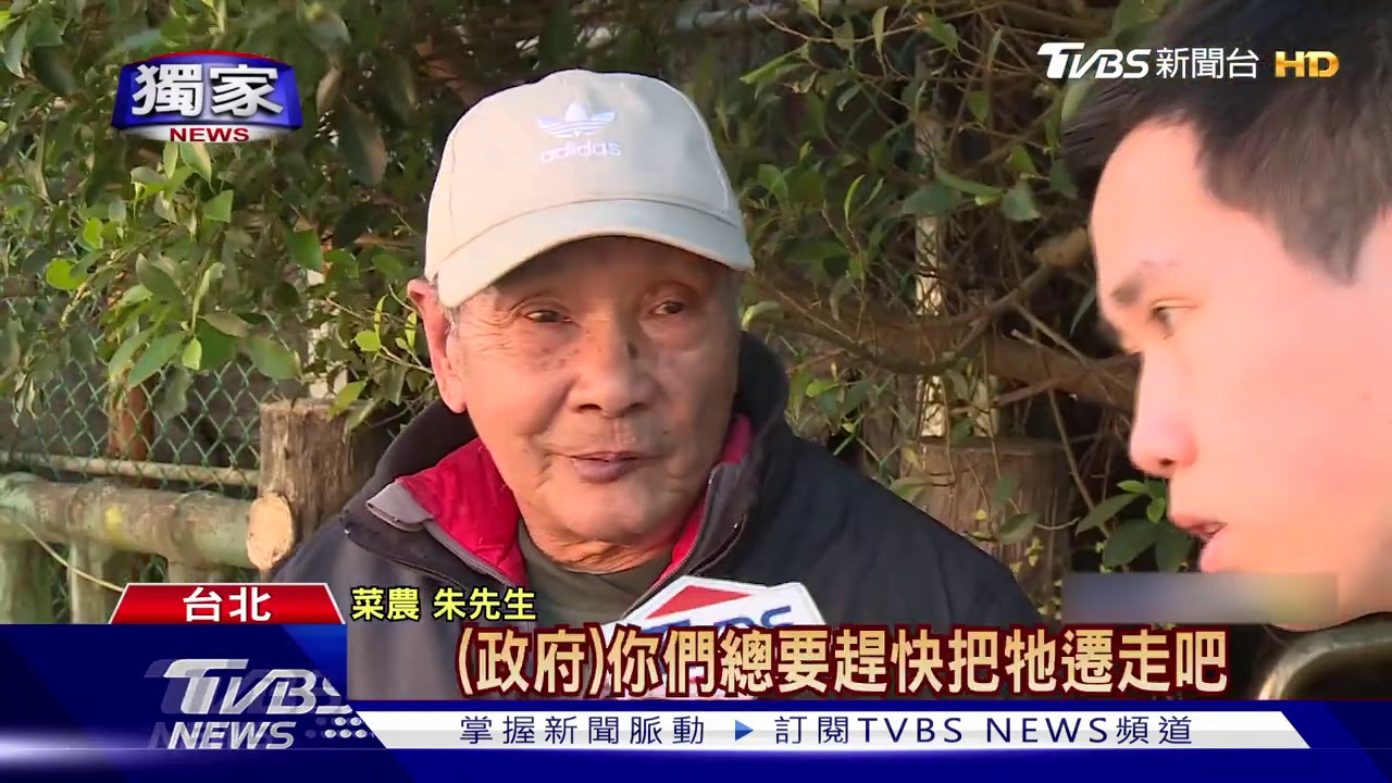 又來!4水牛跑入平等里 遭里長暫綁「拘留」