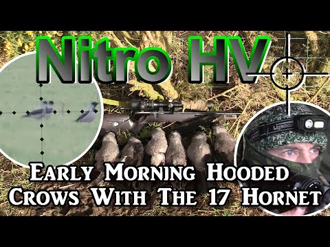 Nitro HV Early Morning Hooded Crows With The 17 Hornet