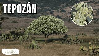 TEPOZÁN TREE: Little Ecological Hero of the Mexican Forests I Buddleja cordata