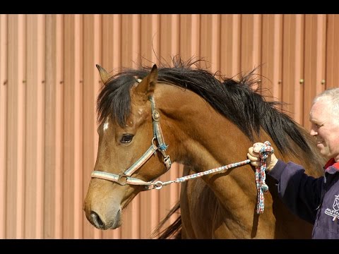 2j Holsteiner Stute von NumeroUno