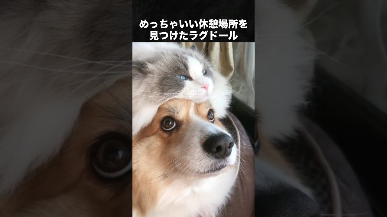 ラグドールが30秒であなたを虜にします #ラグドール #猫 #ねこ