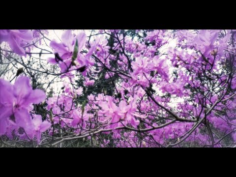 RAM - Phat Thai (prod. by Ozelot)