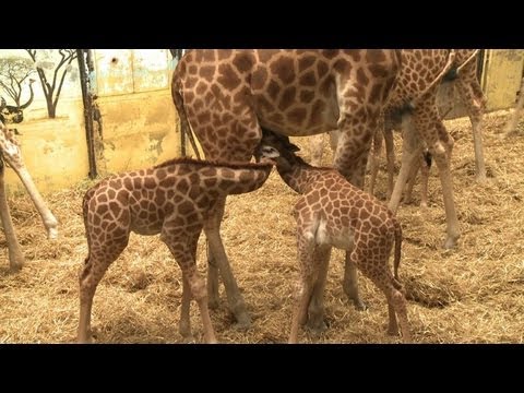 Unerschütterlich: Giraffen halten die Stellung