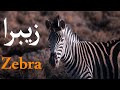Documentary About Zebra In Urdu Hindi Animal Nature