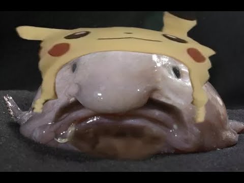 The First Ever Annual DSP Rewards Show (Instant Classic)