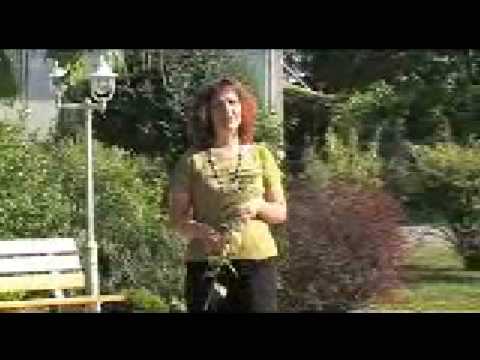 Újszász dala angol