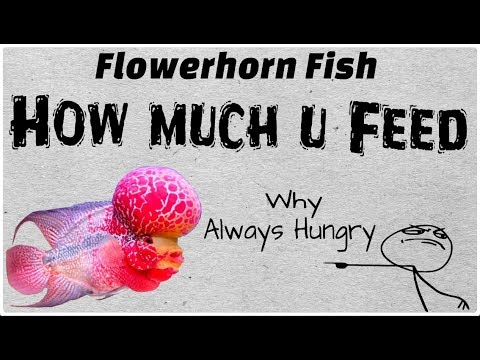 download lagu mp3 mp4 How Many Times To Feed Flowerhorn Fish, download lagu How Many Times To Feed Flowerhorn Fish gratis, unduh video klip How Many Times To Feed Flowerhorn Fish