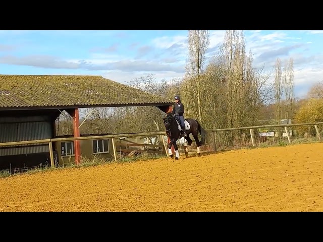 PURE RACE MINORQUINE HONGRE 9 ANS