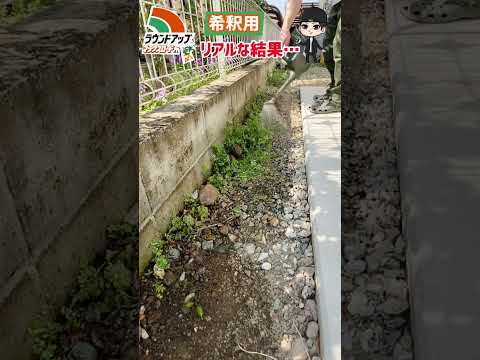 園芸農業におけるラウンドアップグリホサートに代わる緑肥ファセリア耐霜性植物