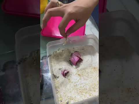 Flower preservation in resin for our baby Keisha