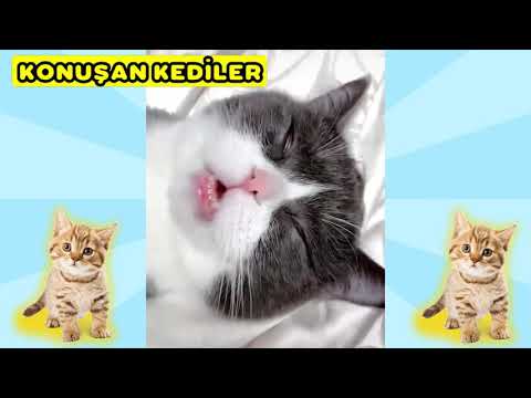 konuşan kediler 27 - komik kedi videoları - talking cat videos 27