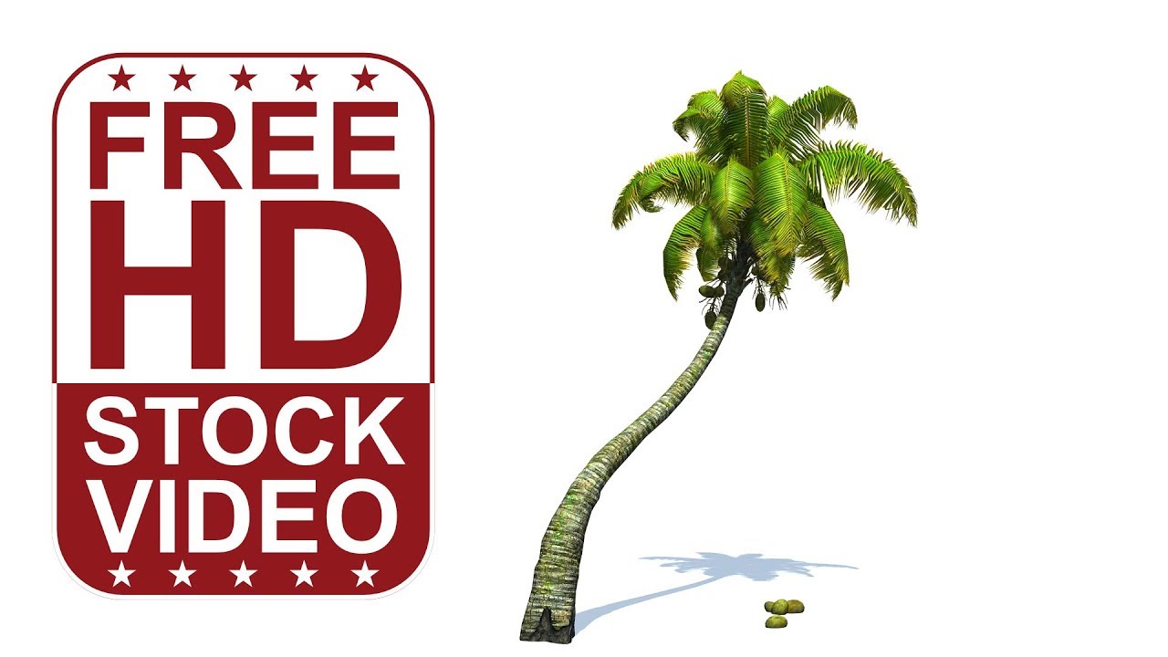 Free Stock Videos - Coconut Palm tree with wind effect on white background 3D animation
