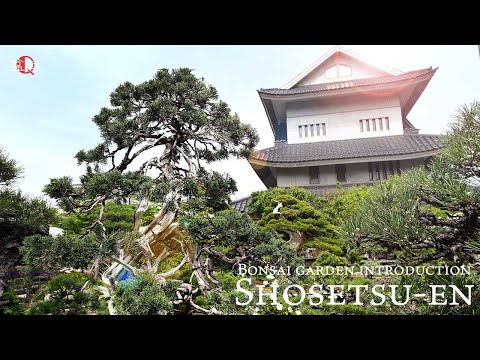 園芸 スコットランドパイン、スコットランドパイン、ノーザンパイン