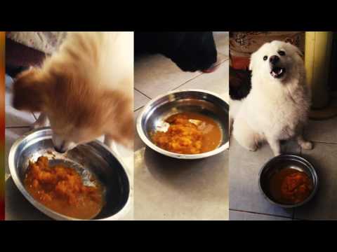 download lagu mp3 mp4 Can My Dog Eat Summer Squash, download lagu Can My Dog Eat Summer Squash gratis, unduh video klip Can My Dog Eat Summer Squash