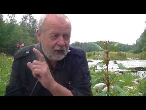 Wypadanie włosów u dzieci w wieku 4 lat z powodów Witaminy dla włosów z biotyną i cynku