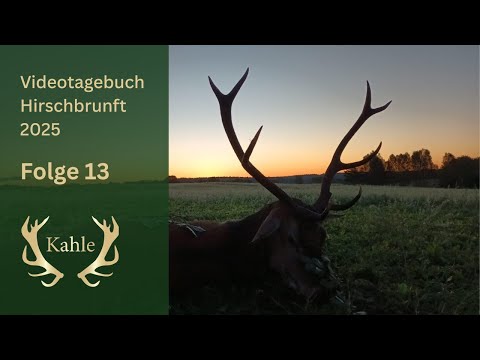 Einzigartiges Brunftgeschehen vor der Kamera! Hirschbrunft in Masuren / Polen | Tag 13
