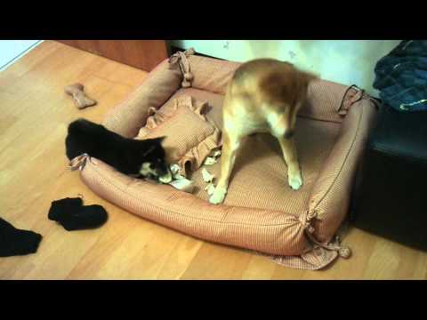 明目張膽的noli(原發表者:毛豆姐)(影片)