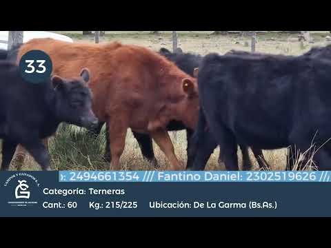 Lote Hembras - De la Garma Bs As