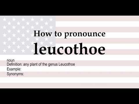 How to pronounce 'leucothoe' + meaning