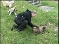 I have Fun Playing with GRIZZLY BEAR CUB ...
