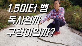 1.5미터뱀. 이게 독사야 구렁이야?? 최고 치사량 독사 유혈목이?