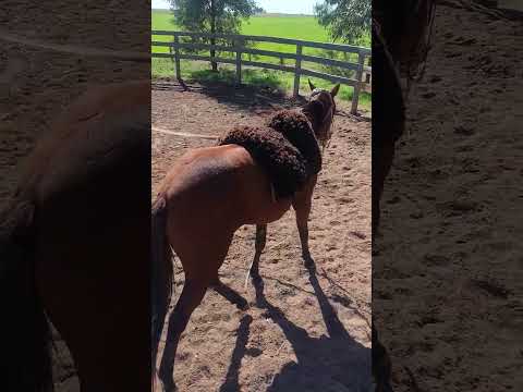 ✅🛢️‼️Potra Fichada Fiestas Patrias Saladillo-Laprida🛢️🐎
