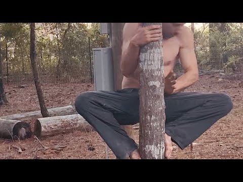 No branches? No problem! How to free climb almost any tree.