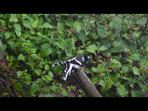 Vidličiarka bodkovaná (Enicurus maculatus) — biotop a pohyb