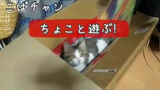 【子猫】part27ちょこと遊んで一緒にお昼寝