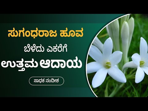 Tuberose Flower Farming: Learn From Nandeesh |  Tuberose Flower Cultivation | ffreedom Show