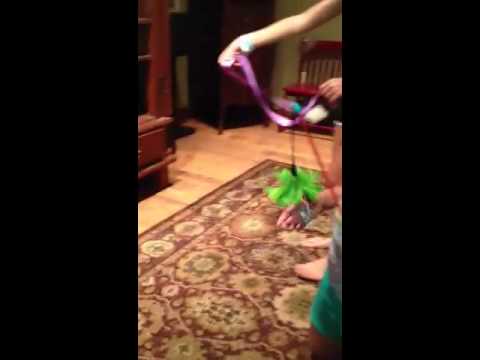 Video of adoptable pet Bobbie Joe