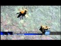 First 'ZomBees' found in Washington