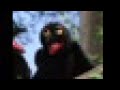 Sesame Street Counting Crows