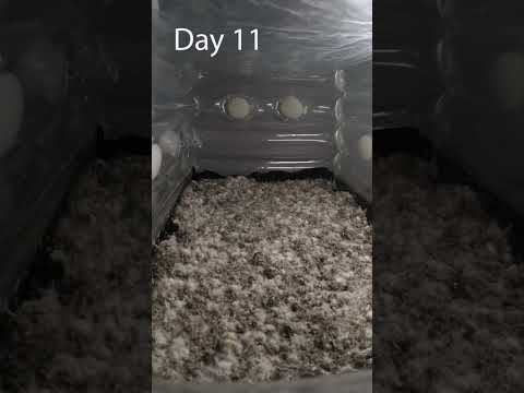 This time-lapse was taken over 16 day from colonization to fruiting with a GoPro. 📷🍄