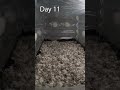 This Time Lapse Was Taken Over 16 Day From Colonization To Fruiting With A GoPro