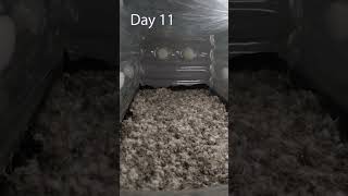 This time-lapse was taken over 16 day from colonization to fruiting with a GoPro. 📷🍄