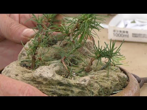 シベリアカラマツ 植物