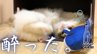 北欧猫に(ほぼ)初めてまたたびの匂いを嗅がせたらぐでんぐでんになってしまいました…【保護猫/シャム猫/シャムミックス＆ノルウェージャンフォレストキャット】#cat #japanesecat