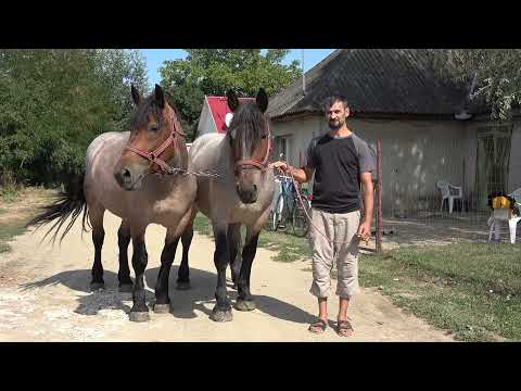 Iepele lui Pitiu de la Craidorolt, Satu Mare - 2021 Nou!!!