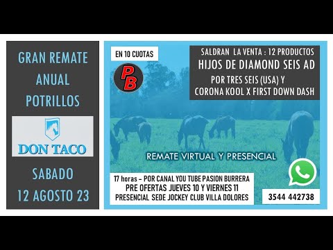 VENTA ANUAL DE POTRILLOS - HARAS DON TACO - DIRECTO