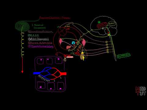 KREISLAUFSCHOCK - PHASE 2 - PROGRESSIVER SCHOCK (8/9)