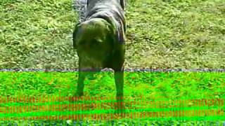 Hund Xenia schmeckt Apfel 