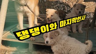 댕댕이는 어디로?