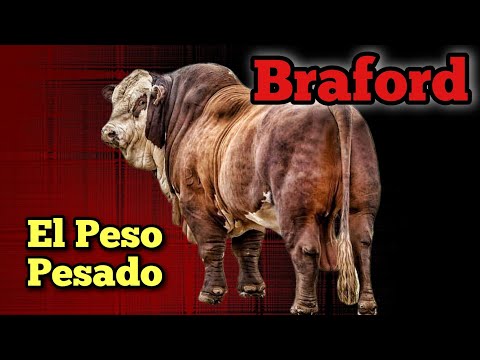 , title : 'Braford porqué es el Peso Pesado de la raza de Engorde y Ceba.'