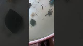 Tadpole eaten by bass.   #bass