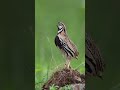 Quail Sound Batair Ki Awaz Desi Batair Ki Awaz Quail Quail Mp3 Quail Audio Quail Bird Desert Quail
