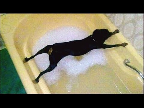 Я РЖАЛ ПОЛ ЧАСА / СМЕШНЫЕ ЖИВОТНЫЕ , КОТЫ СОБАКИ ЛУЧШИЕ ПРИКОЛЫ