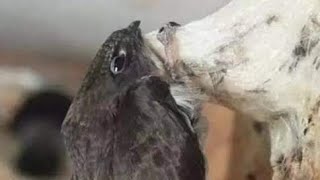 Download lagu suara walet panggil anakan mp3