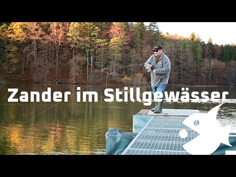 Zander angeln mit Gummifisch FPS im Stillgewässer und Angelrute Sensai II - Fishingprofi